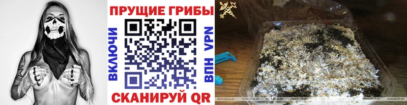 Псилоцибиновые грибы Psilocybine cubensis  Североморск 